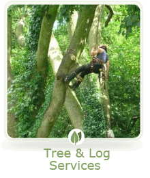 Tree Services Gallery