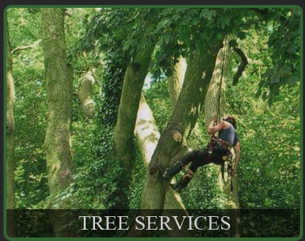 Tree Services in linclnshire